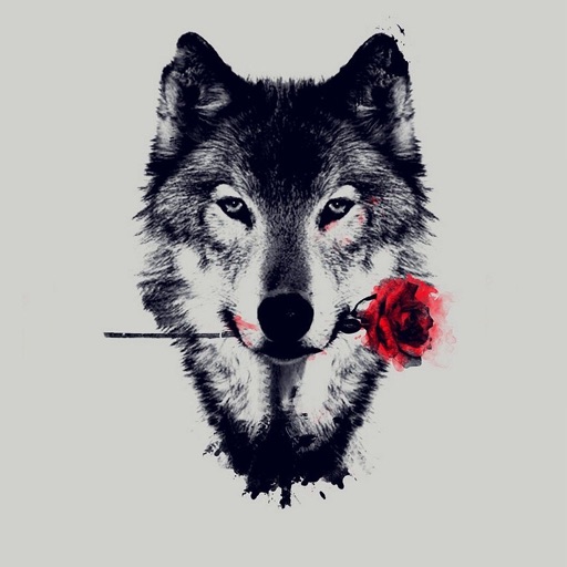 Wolf Wallpapers Backgrounds By Idriss Humed