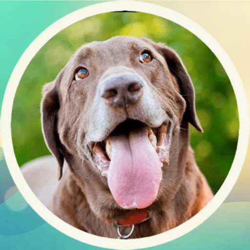 Cute Labrador! Stickers icon