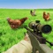 Sinper Chicken Shoot 3D is a sniper hunter shooting game