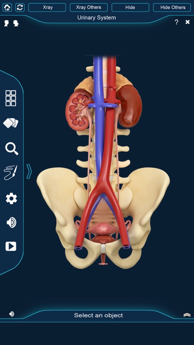 My Kidney Anatomy screenshot 3