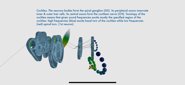 Auditory System Simulator(圖5)-速報App