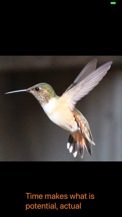 Hummingbird Moments screenshot-9