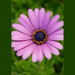 Kellys Mobile Beauty