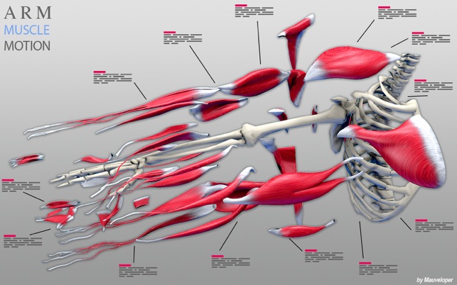 Arm Muscles Motion(圖5)-速報App