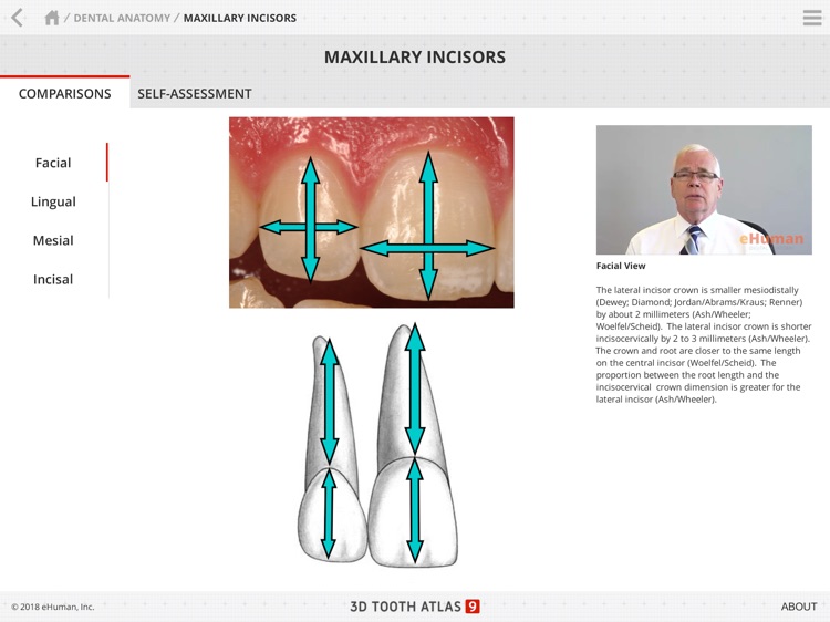 Tooth Atlas 9 screenshot-7