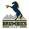 Brumbies