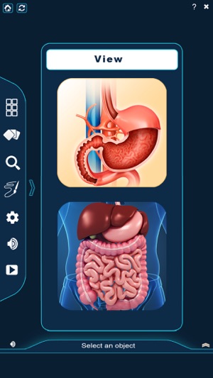 My Stomach Anatomy