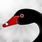 This app is made for black swans, a cherished native bird species of Australia