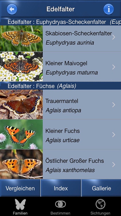 Schmetterling Id - Tagfalter