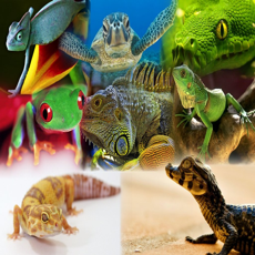 Activities of Animals : Reptiles Quiz