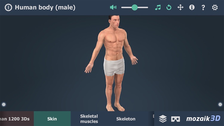 Human body (male) 3D