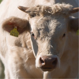 Charolais Bayern