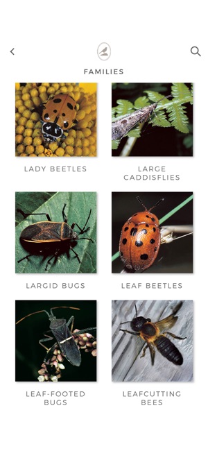 Fieldstone Guide: Insects(圖2)-速報App