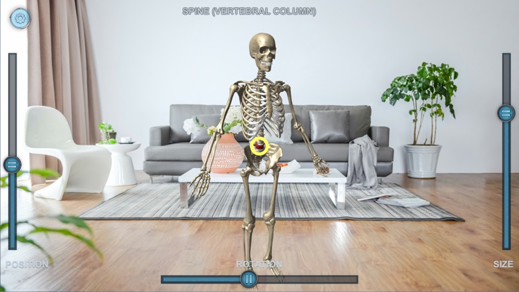 Virtual Skeleton