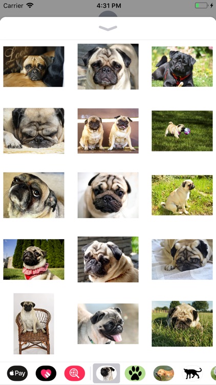 Pug Sticker Pack