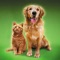 Cat Sounds & Dog Sounds is an APP designed for cat, dog lovers