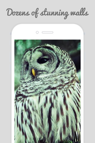 Owl Wallpapers - Stunning Collections Of Owl screenshot 2