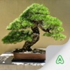 Espécies de Bonsai