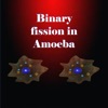 Binary fission in Amoeba