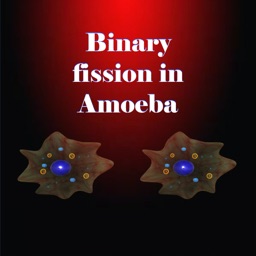 Binary fission in Amoeba