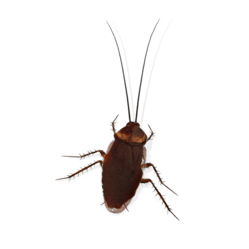 Bug Out icon