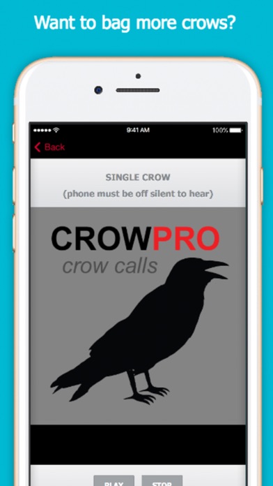 Calling crows