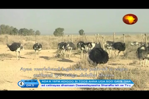 Africa TV4 screenshot 3