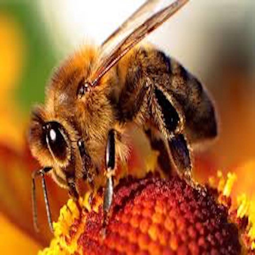 Spanish Bees iOS App