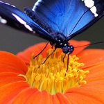 Insect Wallpapers-Best Nature Backgrounds  Images