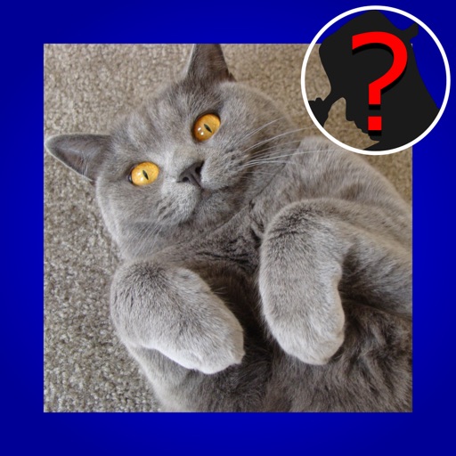 Domestic Cat Breed Quiz Maestro icon