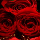 Trendy Roses - Best Collection of Rose Wallpapers