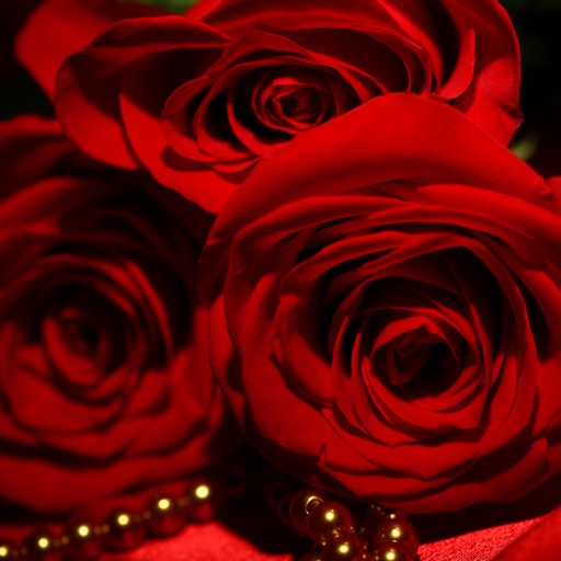 Trendy Roses - Best Collection of Rose Wallpapers