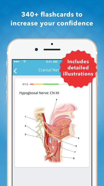 MOORE Clinical Anatomy Flashcards