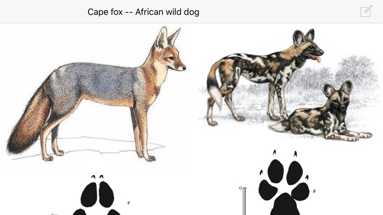 Mammals of the Southern African Subregion screenshot-4