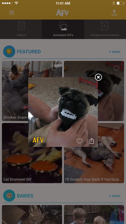America's Funniest Home Videos screenshot-3
