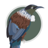 Twitcher: NZ Bird Watching App - Grant Nicholson