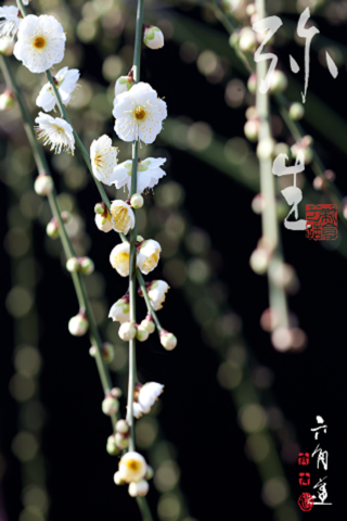 はなといろカレンダー - そよ風に揺れる美しい花たち - 2013 screenshot 3