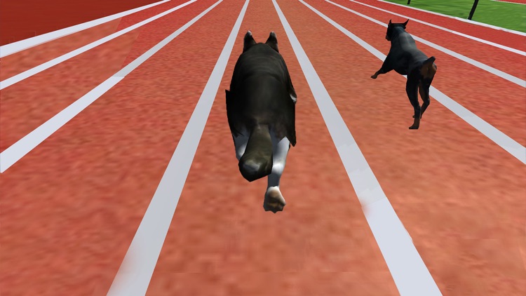 Ultimate Dog Racing : Virtual Stray Simulator 2017 screenshot-3