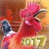 Chicken Day PRO . Farm Chick Runner 2017