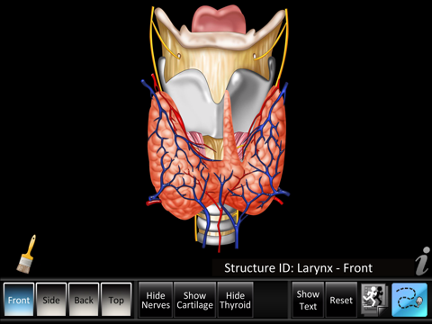 Larynx ID screenshot 2