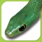 ** If you would like to experience the app check out eSnakes of Southern Africa LITE which is FREE and includes 20 species **