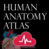 Human Anatomy Atlas +