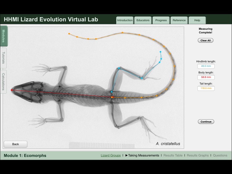 Lizard Evolution Virtual Lab