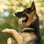 K9 German Shepherds Watch Dogs - Adoption  Rescue