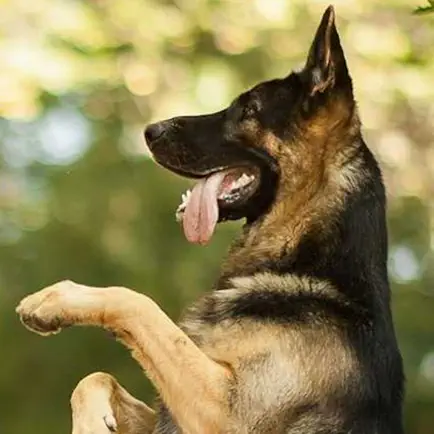 K9 German Shepherds Watch Dogs - Adoption & Rescue Cheats