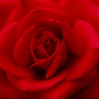 Top 46 Photo & Video Apps Like Rose Wallpapers & Backgrounds – Pictures of Roses - Best Alternatives