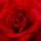 ●●● Best Rose Wallpaper & Background app in the app store ●●●
