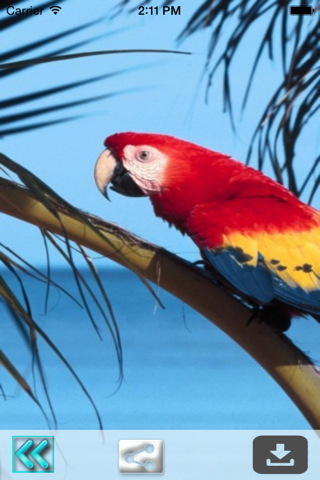 Parrot Wallpapers screenshot 3