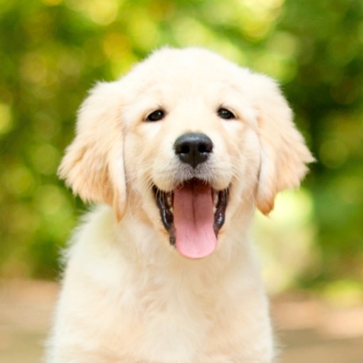 Dog Wallpapers HD