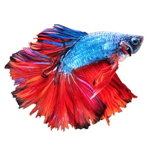 Betta Fish - Virtual Aquarium